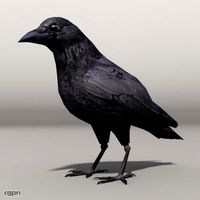 crow3d model