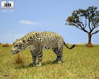 Jaguar (Panthera Onca)3d model