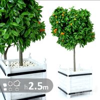 Mandarin tree h250