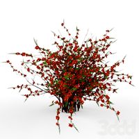 Chaenomeles japonica