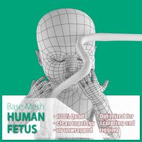 Human Fetus3d model