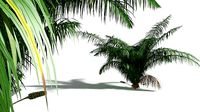 EVERYPlant Seashore Palm 11 --14 Models--