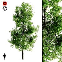 Sorrel Tree