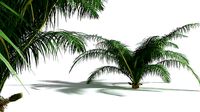 EVERYPlant Seashore Palm 09 --14 Models--