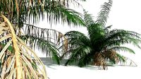EVERYPlant Seashore Palm 08 --14 Models--