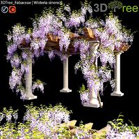 Fabaceae - Wisteria sinensis 05