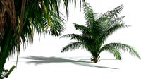EVERYPlant Seashore Palm 07 --14 Models--