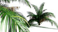 EVERYPlant Seashore Palm 06 --14 Models--