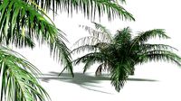 EVERYPlant Seashore Palm 05 --14 Models--