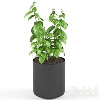 Basil Plant