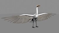 Intermediate Egret