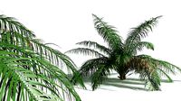 EVERYPlant Seashore Palm 04 --14 Models--