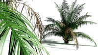 EVERYPlant Seashore Palm 03 --14 Models--