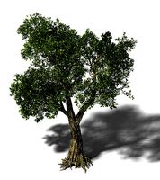 Windland Prairie - Big Tree 01