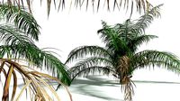 EVERYPlant Seashore Palm 02 --14 Models--