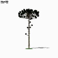 Araucaria