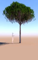 Pinus pinea stone pine young A