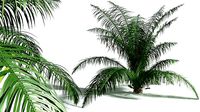EVERYPlant Seashore Palm 01 --14 Models--