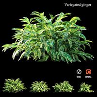 Variegated ginger