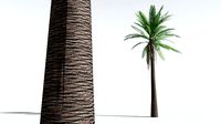 EVERYPlant Date Palm LowPoly 10 --10 Models--