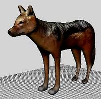 Caped Jackal