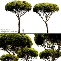 Pinus Pinea 03