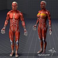 Collection - Human Male and Female Muscular System3d model