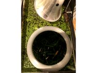 Floating fish portal by Dougmany