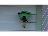 Birdfeeder with peanutbutter by l3art