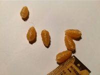 Pine Cone by tetragony