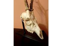 Deer skull stand by marcinmal