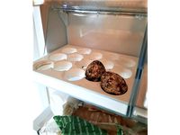 Quail egg fridge Storage  --  Wachteleier Lager Kühlschrank by Mattia_w