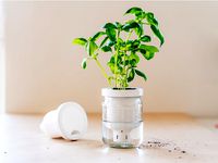 Jargar - Self-Watering Planter in a jar by Justinas