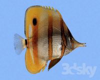 Fish (Fish)