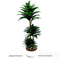 Dracaena Compact