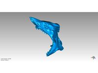 Shark Head Scan  by MF3DSCANS