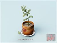 money tree