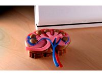 Multi-Color Kidney Model by MosaicManufacturing