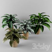 Calathea