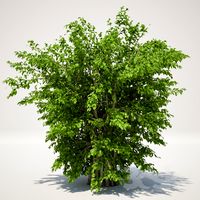 Bush 120cm