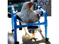 Bird Wheel Chair by Alrmast