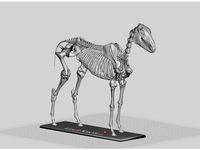 Horse Skeleton by rowiac