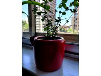 Plantero - Self-Watering planter by dennibonito