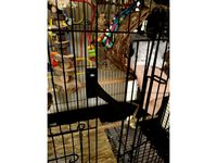 Birdcage Door "Ajar" Holder by PaperGorilla