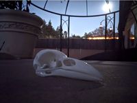 Raven Skull by Shadowcraft_Designs