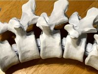 Articulating Lumbar Vertebrae by DaveMakesStuff