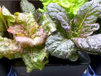 Hydroponic planter box. by docah