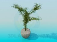 3D Model House plant