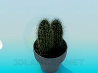 3D Model Cactus