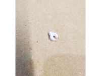 Team Losi Rear Hinge Clip - JRX-Series by rcnand